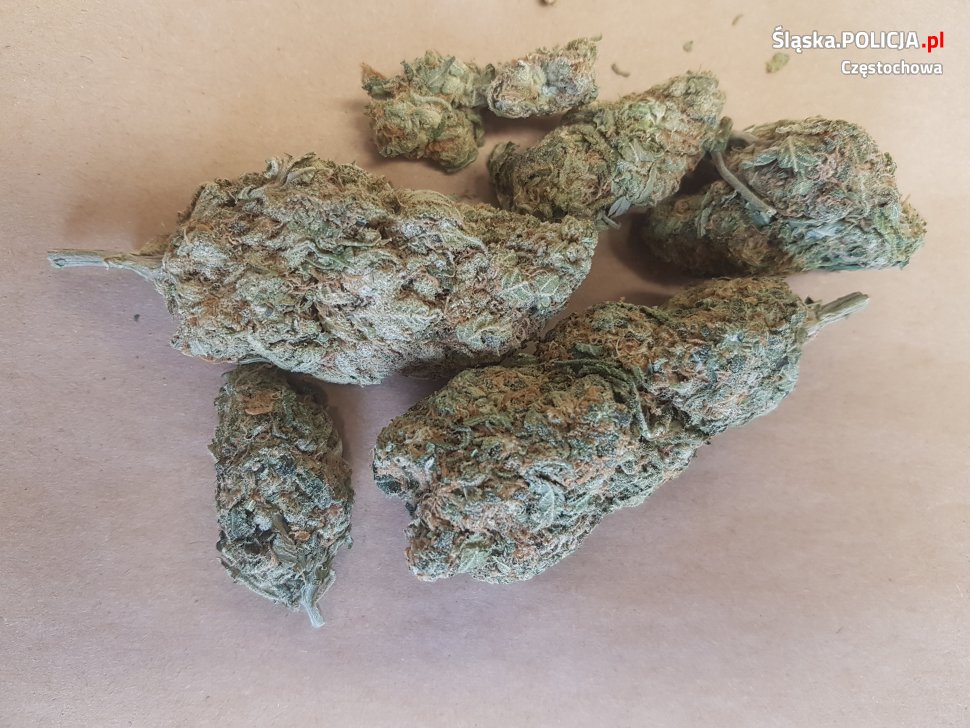 marihuana-szczotki