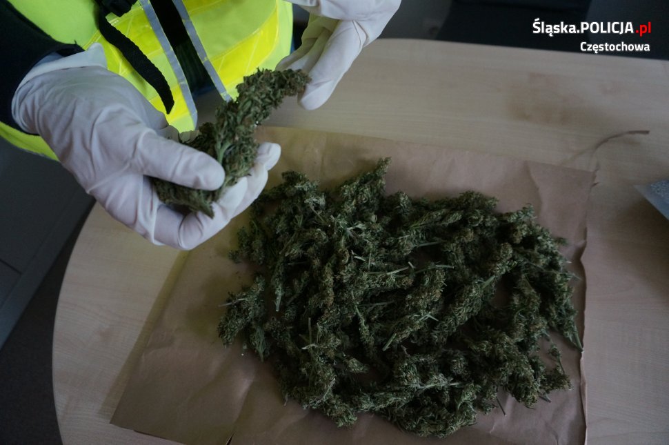 marihuana-w-stodole