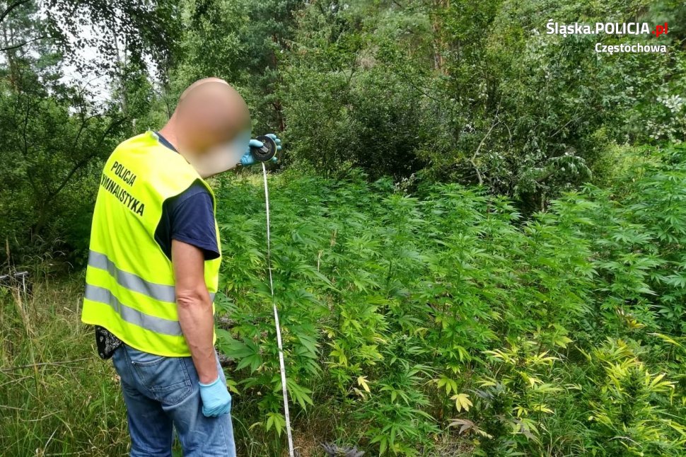 plantacja-marihuany-koniecpol1