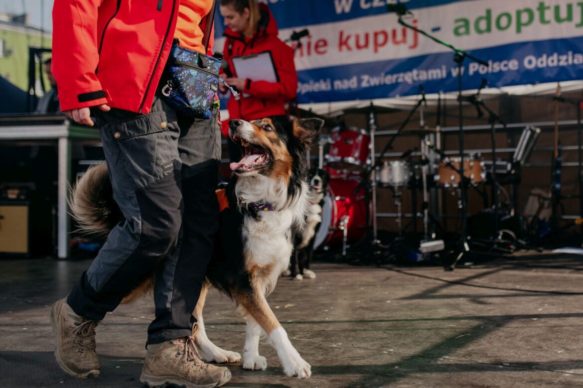 podaj łapę